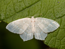 Piadivka zelenkavá - <i>Jodis lactearia</i>