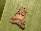 Vijačka vrbovková - <i>Stemmatophora brunnealis</i>