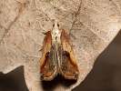 Obaleč - <i>Acleris cristana</i>