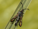 Podobník lumkovitý - <i>Bembecia ichneumoniformis</i>