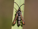Podobník lumkovitý - <i>Bembecia ichneumoniformis</i>