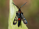 <i>Synanthedon stomoxiformis</i>