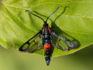 <i>Synanthedon stomoxiformis</i>