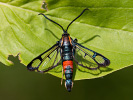 <i>Synanthedon stomoxiformis</i>
