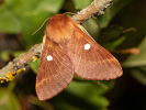 Bourovec trnkový - <i>Eriogaster catax</i>
