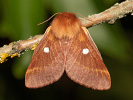 Bourovec trnkový - <i>Eriogaster catax</i>