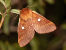 Bourovec trnkový - <i>Eriogaster catax</i>