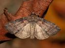 Môrka dubinová - <i>Cymatophorina diluta</i>