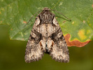 Pestroskvrnka hnědošedá - <i>Dichonia convergens</i>