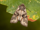 Pestroskvrnka hnědošedá - <i>Dichonia convergens</i>