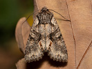 Pestroskvrnka hnědošedá - <i>Dichonia convergens</i>