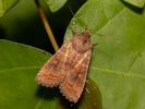 Zimovnice dravá - <i>Eupsilia transversa</i>