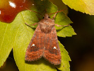 Zimovnice dravá - <i>Eupsilia transversa</i>