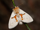 Weisser Zahnspinner - <i>Leucodonta bicoloria</i>