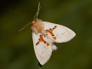 Weisser Zahnspinner - <i>Leucodonta bicoloria</i>