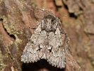 Acronicta menyanthidis