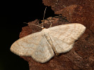 Cream Wave - <i>Scopula floslactata</i>