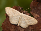 Cream Wave - <i>Scopula floslactata</i>
