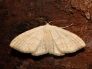 Cream Wave - <i>Scopula floslactata</i>
