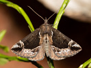 Hypena crassalis