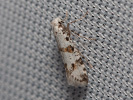 Priadzovec trnkový - <i>Scythropia crataegella</i>