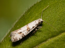 Priadzovec trnkový - <i>Scythropia crataegella</i>