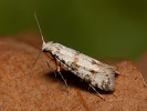 Priadzovec trnkový - <i>Scythropia crataegella</i>