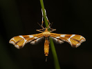 Pierkavec šípkový - <i>Cnaemidophorus rhododactyla</i>