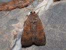 Mora stepná - <i>Noctua interjecta</i>