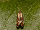 Zdobka rúbanisková - <i>Metalampra cinnamomea</i>