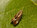 Zdobka rúbanisková - <i>Metalampra cinnamomea</i>