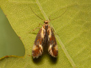 Zdobka rúbanisková - <i>Metalampra cinnamomea</i>
