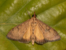 <i>Uresiphita gilvata</i>