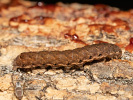 <i>Noctua fimbriata</i>