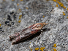 Vijačka rozchodníková - <i>Ancylosis cinnamomella</i>