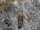 Vijačka rozchodníková - <i>Ancylosis cinnamomella</i>