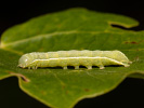 Orthosia gothica