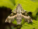 Proserpinus proserpina