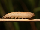 Hipparchia fagi