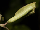 Orthosia cerasi