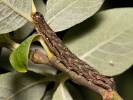 Orthosia munda