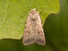 Caradrina clavipalpis