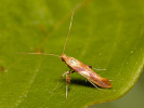 Caloptilia robustella