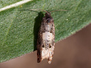 <i>Epiblema scutulana</i>