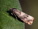 <i>Epiblema scutulana</i>