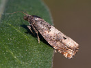<i>Epiblema scutulana</i>