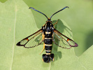 Synanthedon vespiformis
