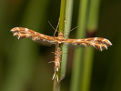 Geina didactyla