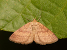Tawny Wave - <i>Scopula rubiginata</i>