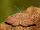Tawny Wave - <i>Scopula rubiginata</i>